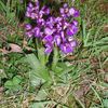 Orchidées des champs : Orchis Morio ou Orchis Bouffon