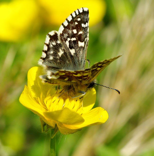 Album - Macro-Papillons