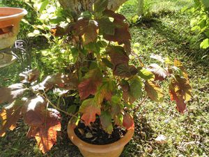 Hydrangea quercifolia? bouture prélévée à Gaujacq il y a 3 ans