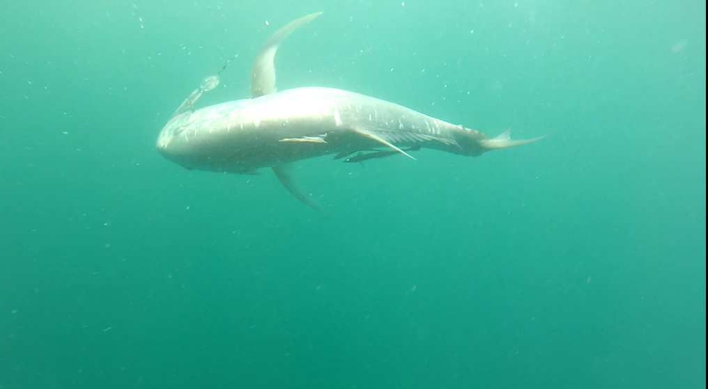 pêche automne 2018  périple dans le  sud de madagascar de st Augustin à Morombe 