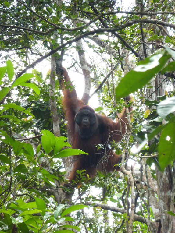 Kalimantan, le Borneo indonesien.
Rencontre avec les orang utan. 
'Orang' = homme. 'Orang utan' = vieil homme de la foret.