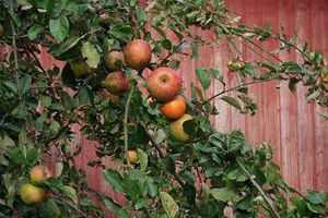 Pommes Bretonnes