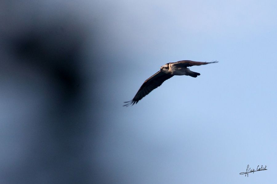 Balbuzard pécheur à Ondres et au marais d'Orx