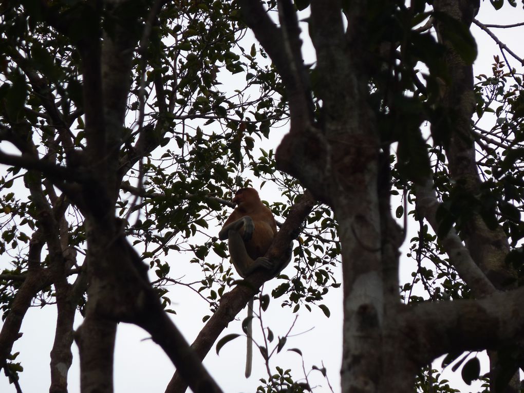 Kalimantan, le Borneo indonesien.
Rencontre avec les orang utan. 
'Orang' = homme. 'Orang utan' = vieil homme de la foret.