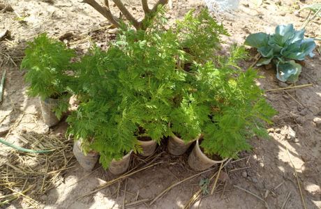 Artemisia Malaria Paludisme
