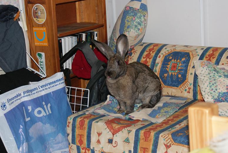 Des photos de Toupie mais aussi de mes deux lapins décédés : Chocolate et Mouchoir.