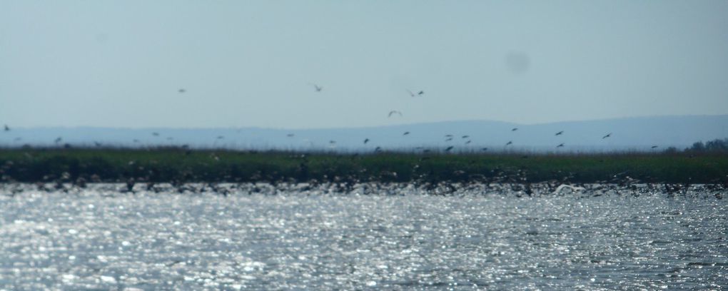 Le delta du Danube.