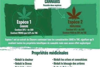 10 idées recues sur le cannabis : pourquoi et comment a-t-on diabolisé cette plante qui contient du CBD