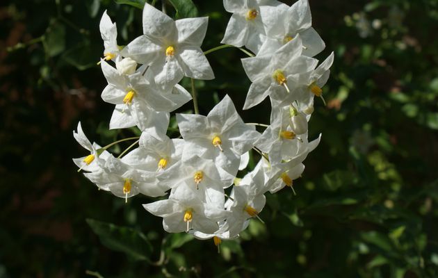 Jasmin: le faux