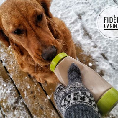 La pâte d'entraînement: le meilleur truc pour entraîner un chien l'hiver.