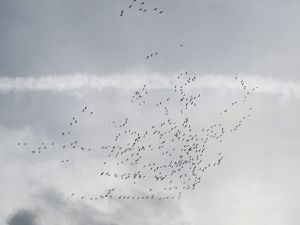 Ein Himmel voller Vögel