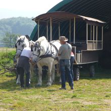 Balade en calèche