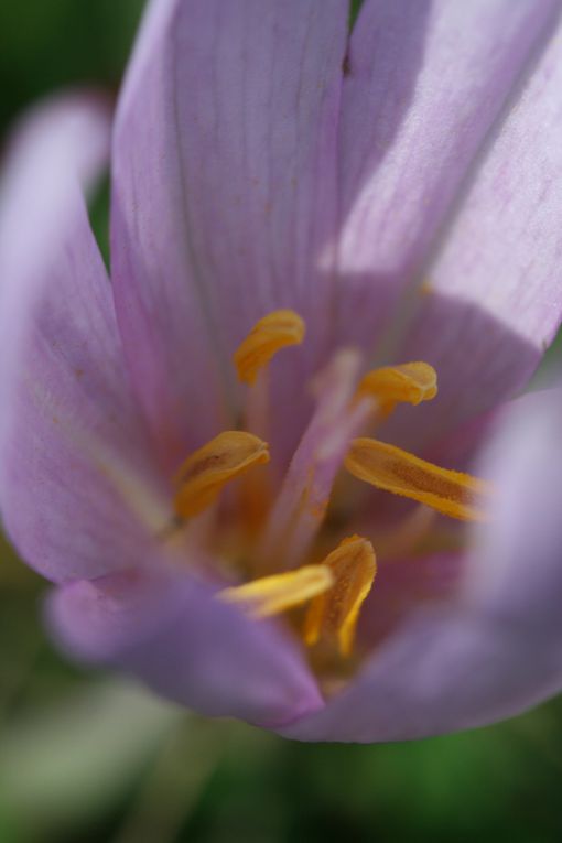 Macrophotographies de fleurs et d'insectes