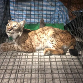 "Elle marchait sur trois pattes", blessée par balles, une jeune femelle lynx victime de braconnage