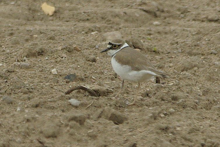 Album - PETITS-GRAVELOTS