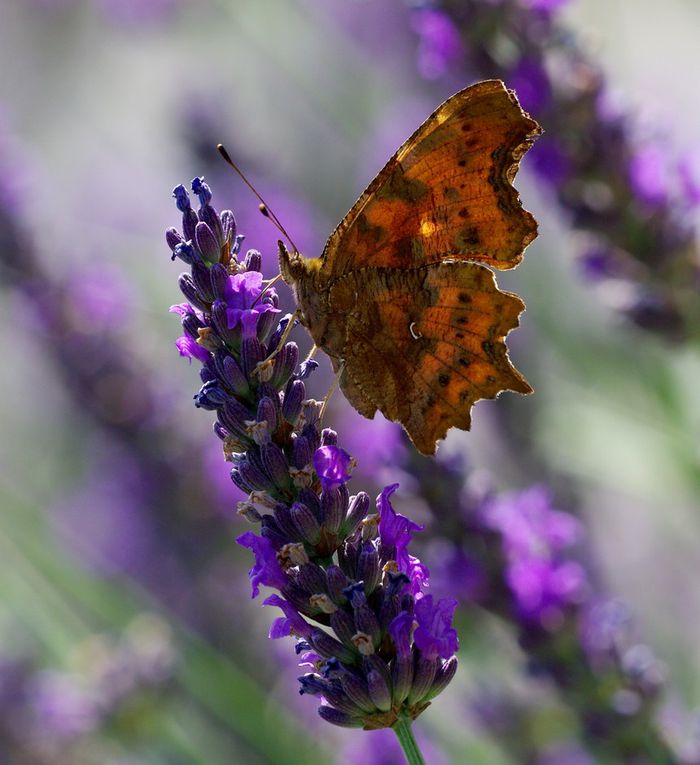 Album - Macro-Papillons