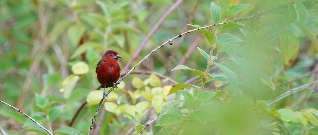 Les Passereaux, pics, engoulevents...