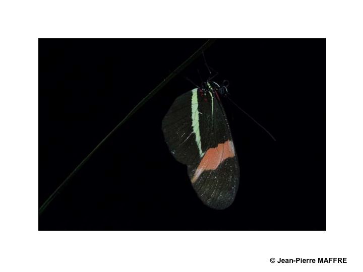 La découverte dans la jungle d’un monde caché et fascinant.