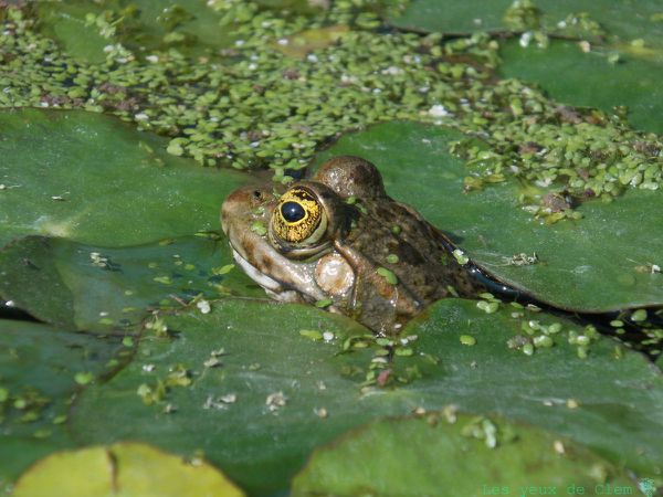 La Princesse-Grenouille