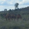 Album - Uluru et Coober Pedy