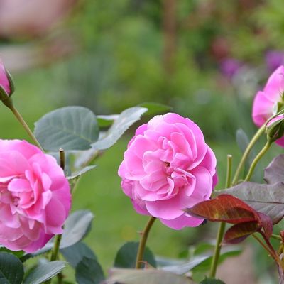 Quand les roses éclosent...