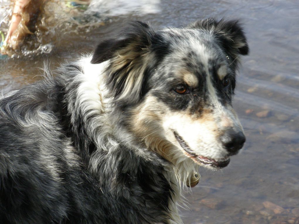 Notre fidèle Utah qui a eu 10 ans en 2013. La mère de tous les p'tits chiots qui sont nés à la maison. Elle profite d'une retraite en OR, elle est pleine forme et en parfaite santée!