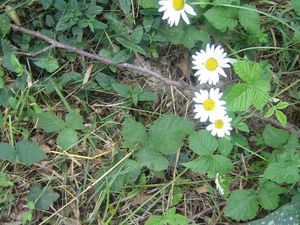 Marche d’été à Feusines