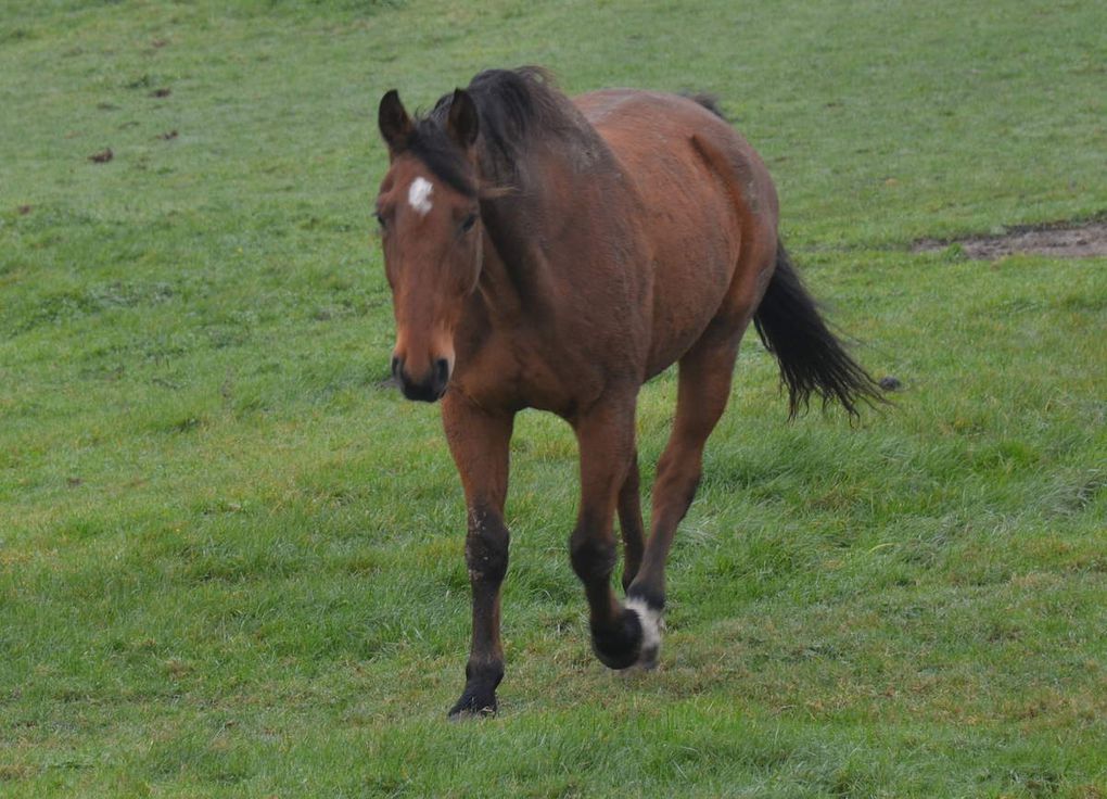De travail (ou de trait) ou de loisirs ( ou de selle) les chevaux sont très présents dans les flandres. 