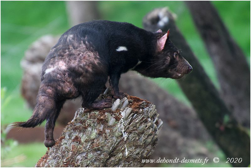 Contrairement au diable adulte, le jeune diable de Tasmanie sait parfaitement grimper aux arbres. Il utilise ses larges pattes arrières et ainsi ne peut pas glisser. 