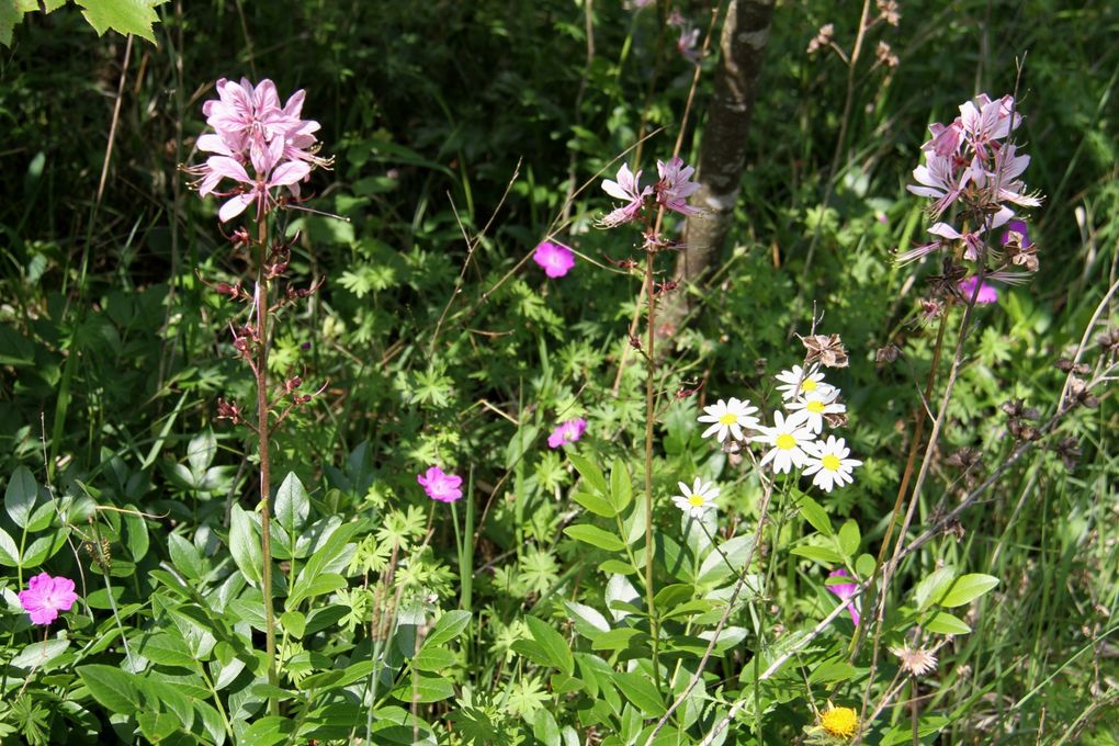 Naturkundliche Führung Trockenrasengebiete Böttigheim mit Wolfgang Klopsch, Vorsitzender des Arbeitskreises Heimische Orchideen Bayern e.V auf Einladung des Verschönerungsvereins Veitshöchheim am 31. Mai 2014