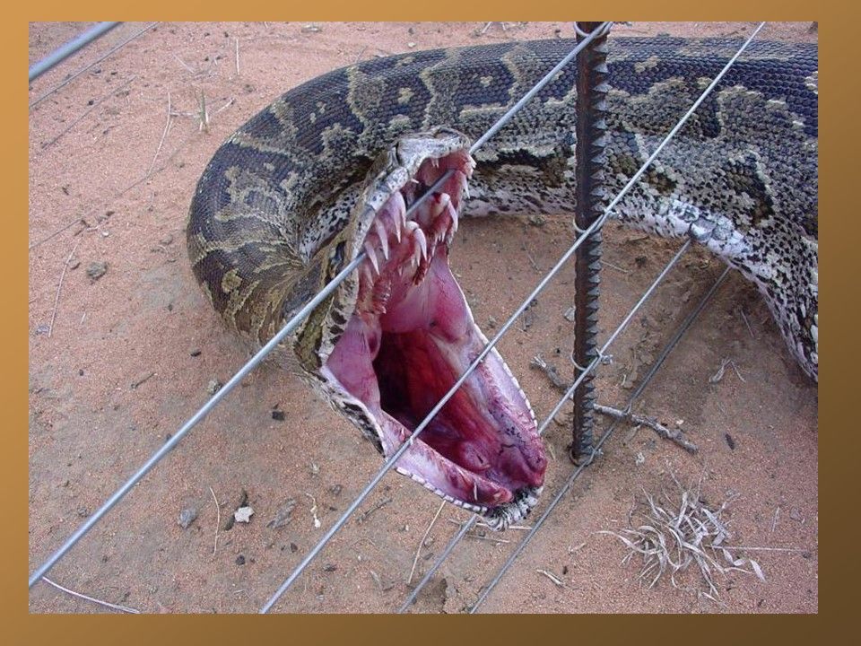 Divers - Ou sont passés mes moutons