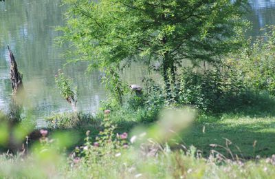 une tortue dans notre lac de midi-pyrenees