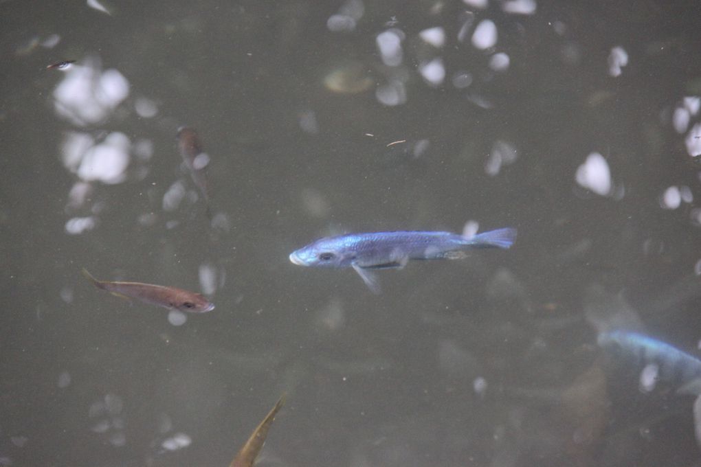 De jolis poissons au pied des palétuviers