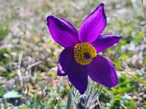 L'anémone pulsatille ou coquerelle (Pulsatilla vulgaris Mill.). Photo : Jean-Louis Schmitt (Cliquez pour agrandir)