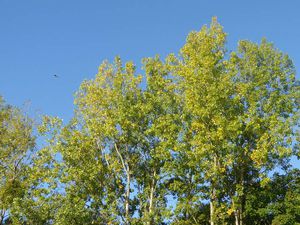 Un petit air d'automne, entre Rouge-gorge et Mésange bleue