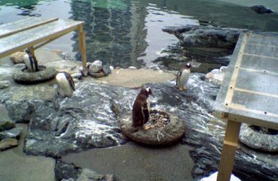 Aquarium de Bergen
