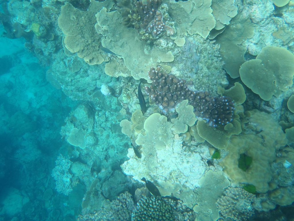 Album - Cairns Great Barrier Reef