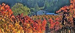 #Rose Syrah Producers Sonoma Valley California Vineyards 