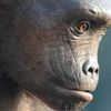 Toumaï : singe ou hominidé ?