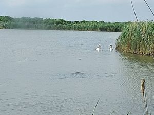 A 34 : BALADE du 26/05/2022  LA CAMARGUE
