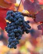 #Red Merlot Wine  Producers Virginia Vineyards