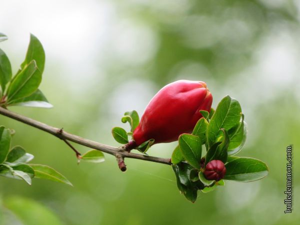 Grenadier en fleurs en juin