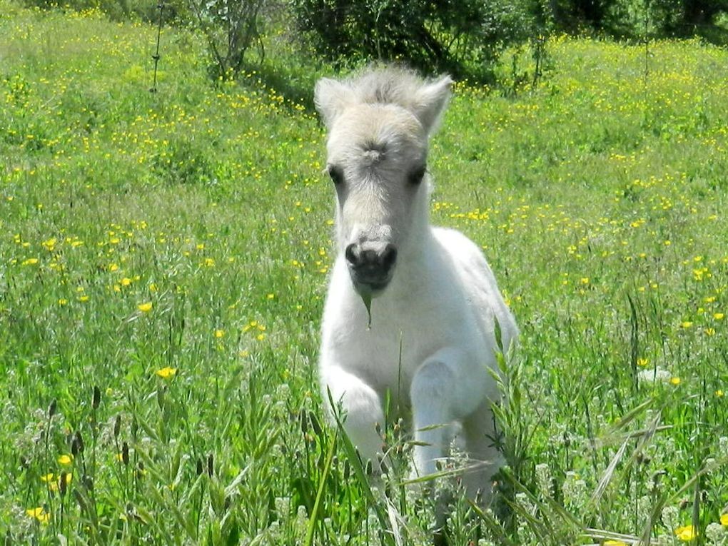 Mâle pie palomino aux yeux bleus!

Par Sabine van de Hooft (95cm) et Larkrise Majesty (98cm)