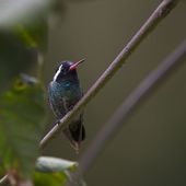 Saphir à oreilles blanches - Basilinna leucotis - White-eared Hummingbird