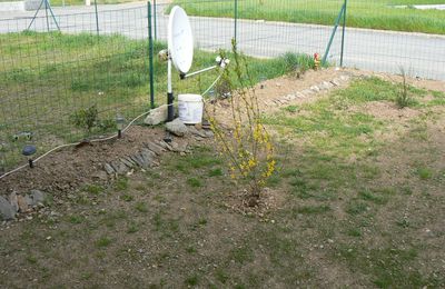 voici les plantes qu ont a mis devant