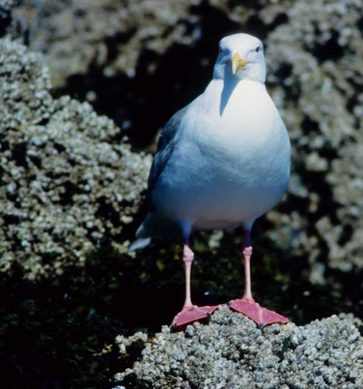 Album - oiseaux et mammifères-d-Alaska