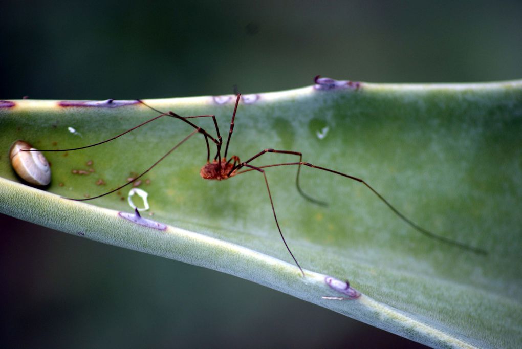 Photos d'insectes et d'araignées généralement en macro