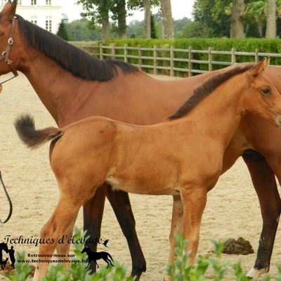 La digestion de la cellulose par le poulain : les variations