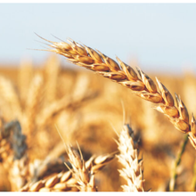 Pourquoi a-t-il été si difficile de commercialiser les blés hybrides ?