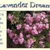 5 Lavender Dream